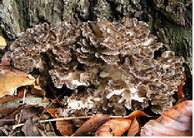 maitake