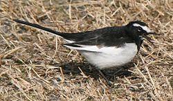 wagtail